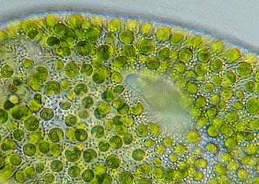 chlorella vulgaris, alga